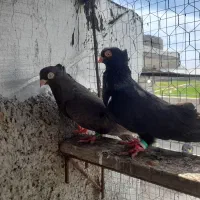 پرنده سر حال