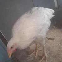 جوجه