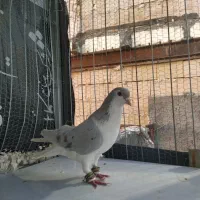 کفتر کبوتر رنگه المانی سار ساده پرشی