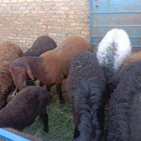بره نر پرواری