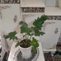 گل وگیاه|گل و گیاه طبیعی|کرمان, |دیوار