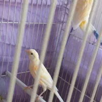 قناری|پرنده|مشهد, نکاح|دیوار