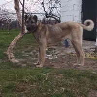 سگ سرابی
