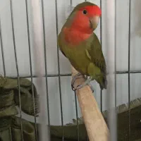 کوتوله برزیلی نر مست اماده برای جوجه گیری