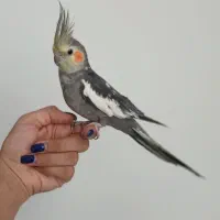 عروس هلندی فول دستی نر