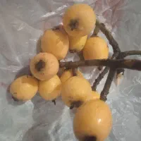انبه تازه