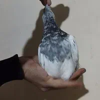 کله سبز 40سانتی