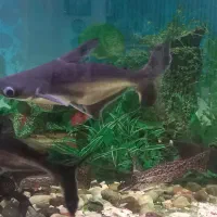 فروش فوری پنگوسی