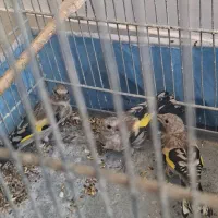 جوجه سهره نر