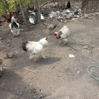 خروس|حیوانات مزرعه|لنگرود, |دیوار