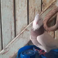 پرنده|پرنده|مسجد سلیمان, |دیوار