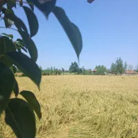 برنج هاشمی