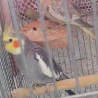 جفت عروس هلندی مولد