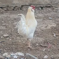 سلام خروس گلین ۲ساله