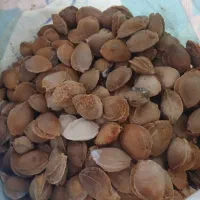 هسته زرد آلو درشت