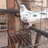 کفتر