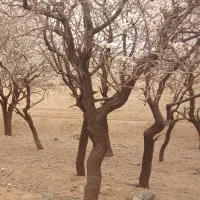 ملک-فروشی