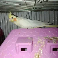 طوطی جفت سالم و سرحال