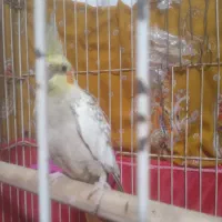 عروس هلندی