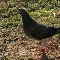 استعلام مقام کبوتر پلاکی و مسافتی