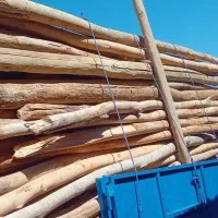 خرید چوب کهنه و مصرفی وضایعات درخت