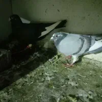 سلام دو جفت کبوتر فروشی یا معاوضه