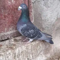 شهری و پلاکی قیمت مناسب