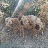بره قوچ