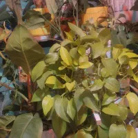 گل وگیاه معاوضه باابزاربرقی