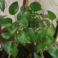 انواع گل طبیعی با گلدان