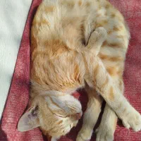 گربه 6ماهه ماده