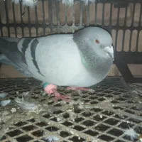 کفتر|پرنده|شاسکوه, |دیوار