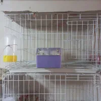 قفس جفت خونی