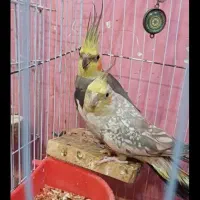 جفت عروس هلندی مولد