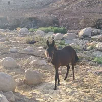 قاطر اسب الاغ