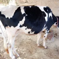 گاو