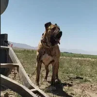 سگ خراسانی