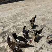 مرغ گلین با جوجه