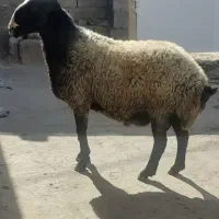 ورن شال