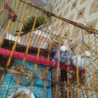 مرغ عشق|پرنده|شادگان, |دیوار