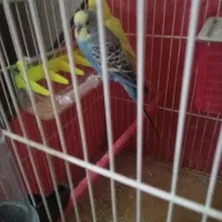 مرغ عشق نر وماده