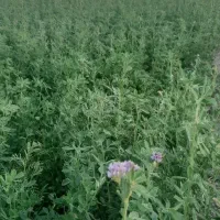 یونجه خشک