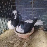 خوشرنگ سیا