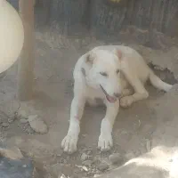 توله پژدر اصل