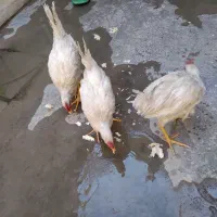 سه عدد خروس