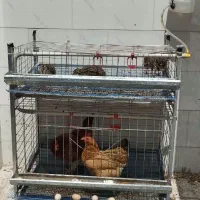 قفس مرغ تخم گذار وبلدرچین
