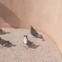 کبوتر.دمگیر.خالدرازپر