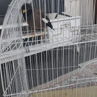 مرغ مینا