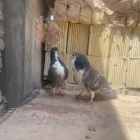 دمگیر دوبحر درجازن
