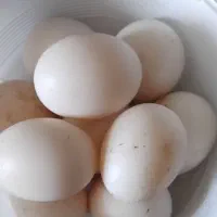 تخم اردک